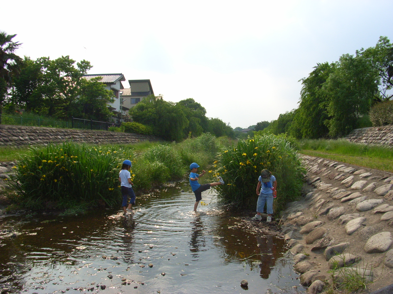 初夏の野川