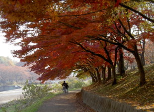 紅葉の野川・武蔵野公園