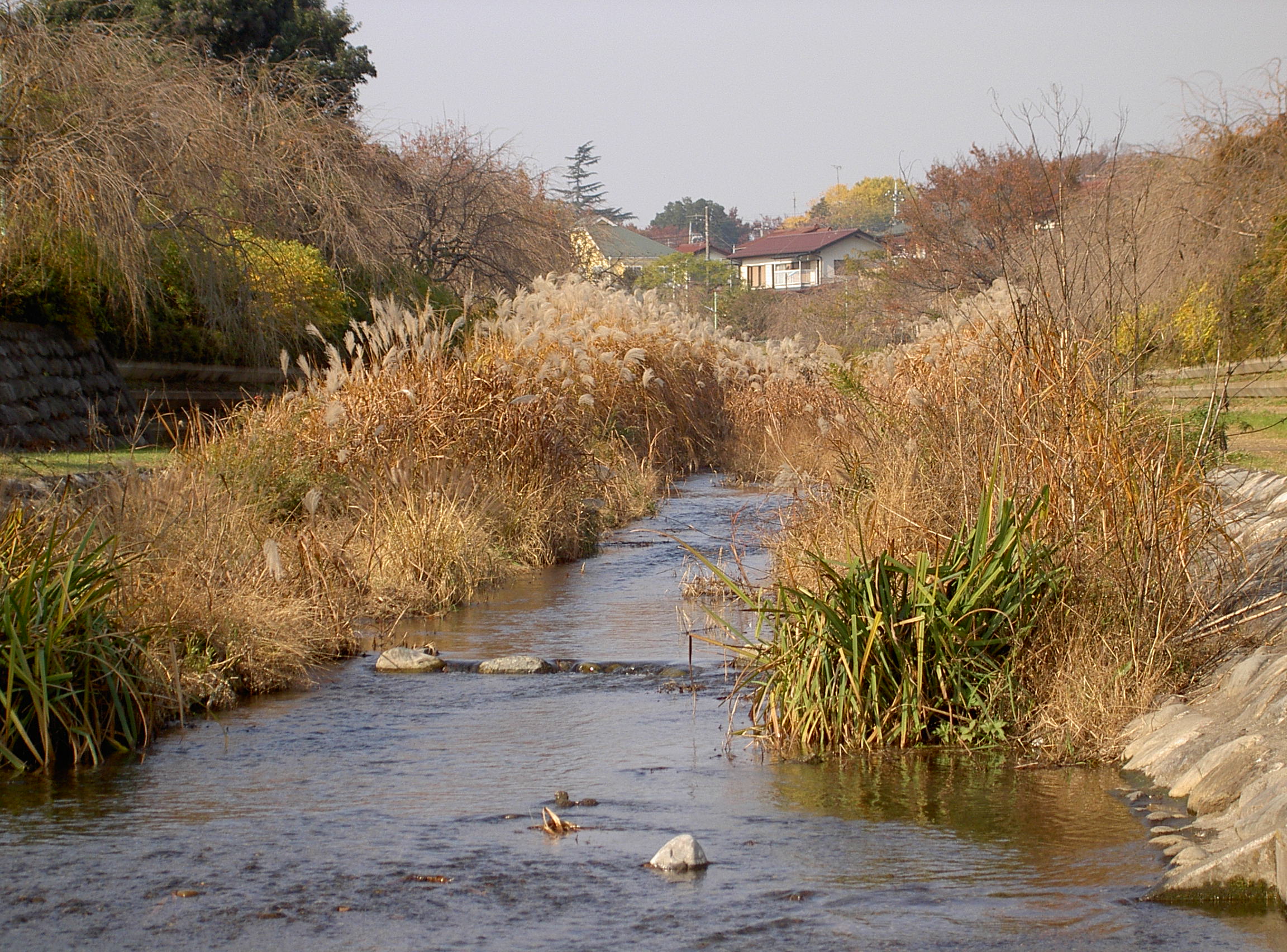 春を待つ野川